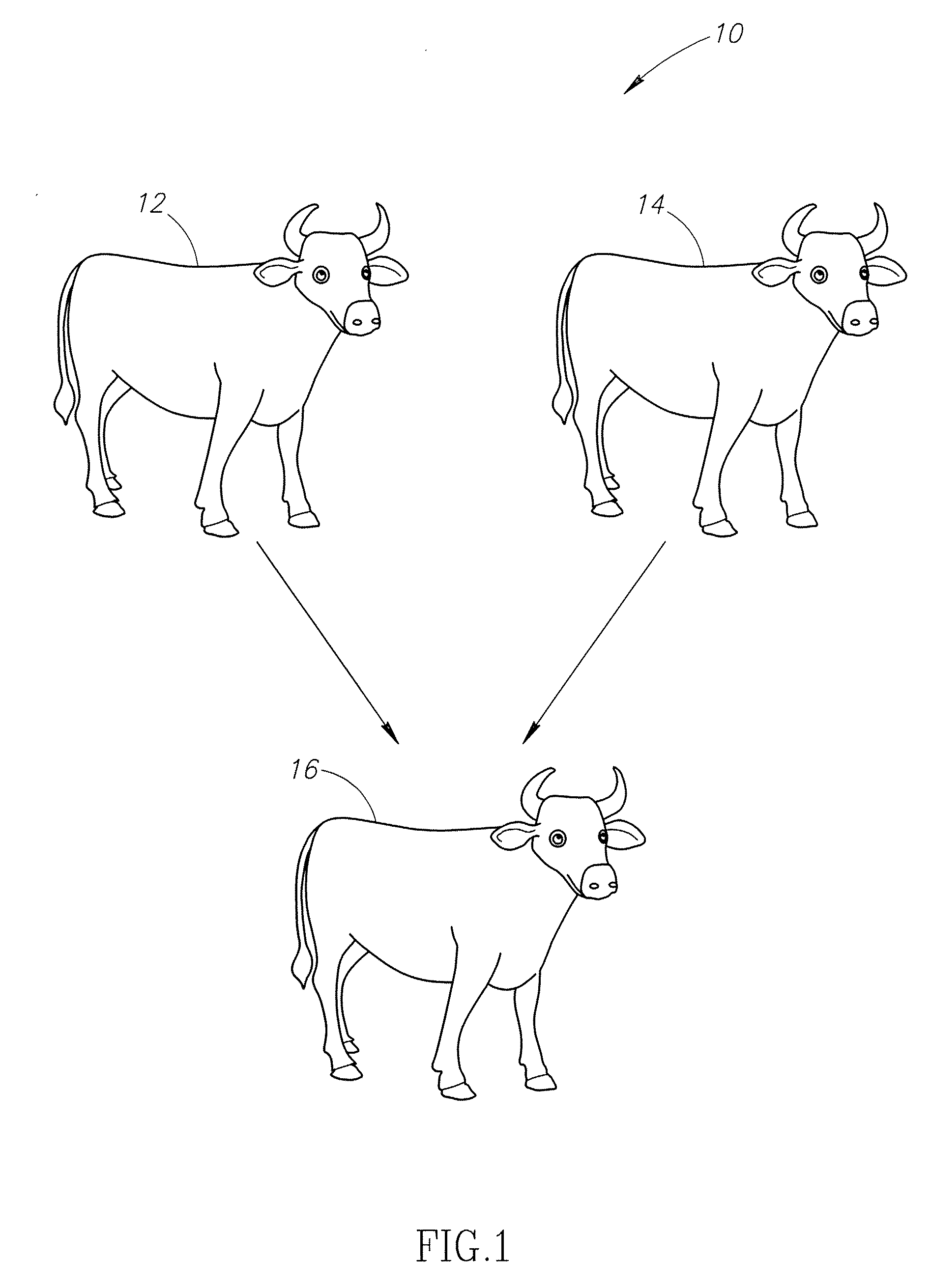 Method and system for producing beef consistently having an elevated intramuscular fat content