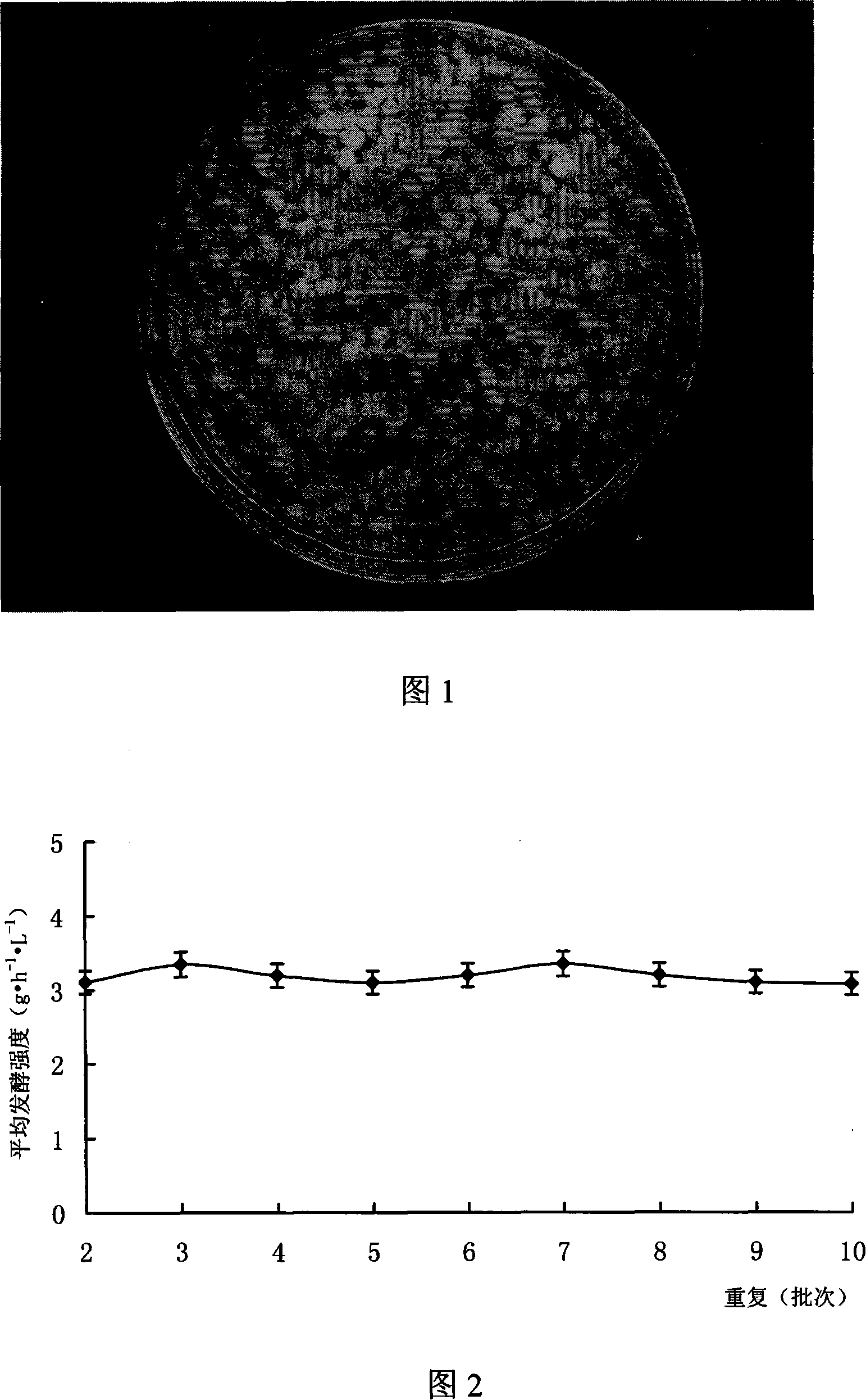 Immobilized cell single-tank high-strength continuous fermentation process for succinic acid