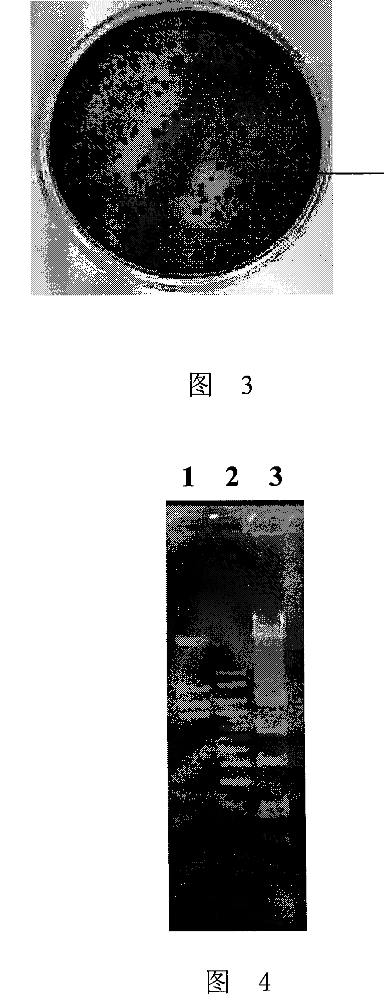 Endoglucanase as well as encoding gene and use thereof