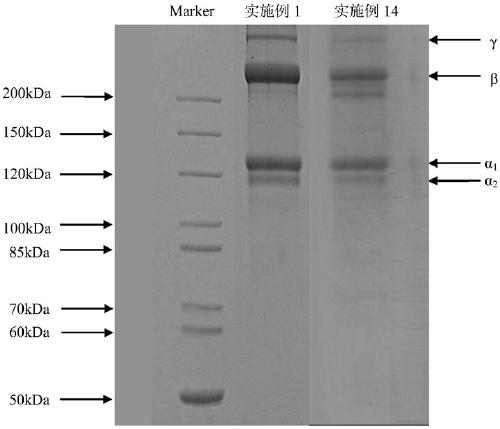Method for extracting collagen protein from tuna skin via enzymolysis assisted by impulse ultrasound
