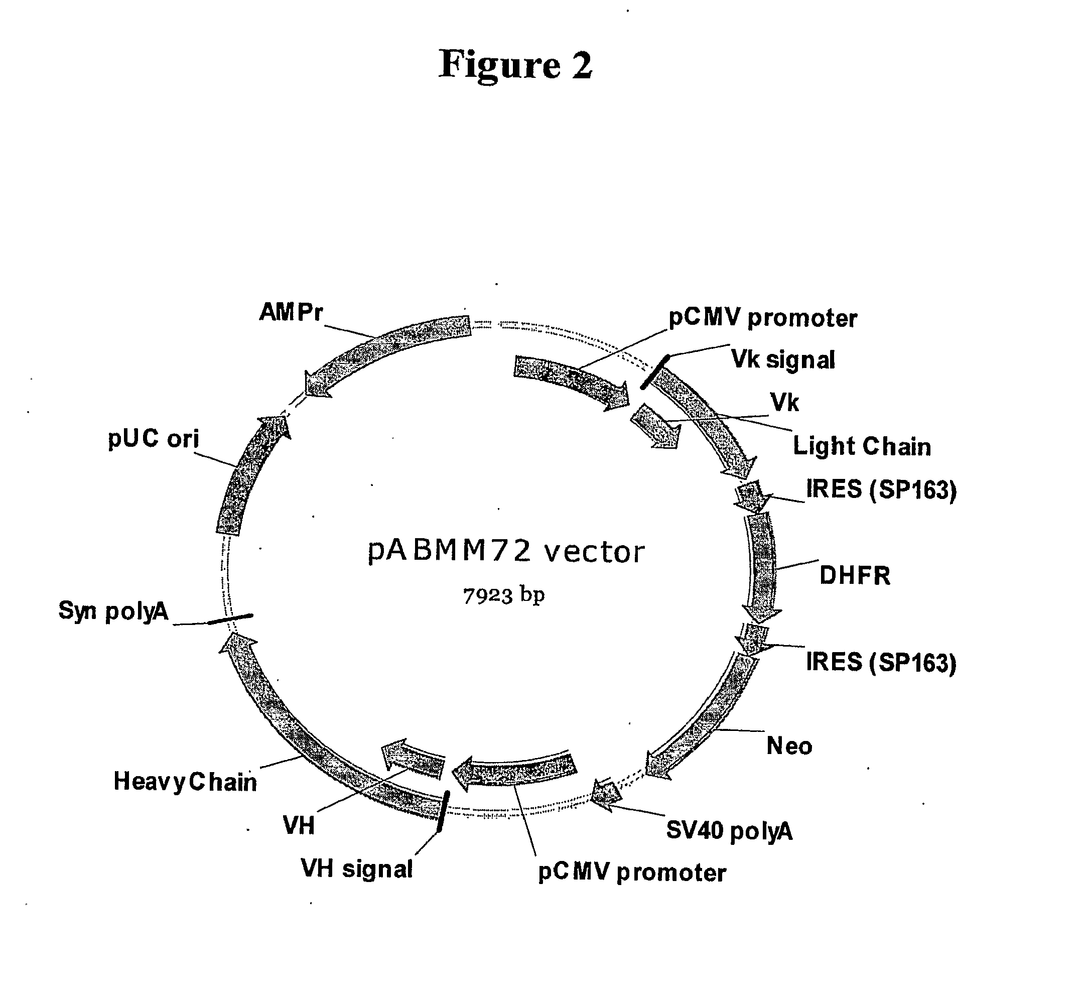 Method for Producing Stable Mammalian Cell Lines Producing High Levels of Recombinant Proteins