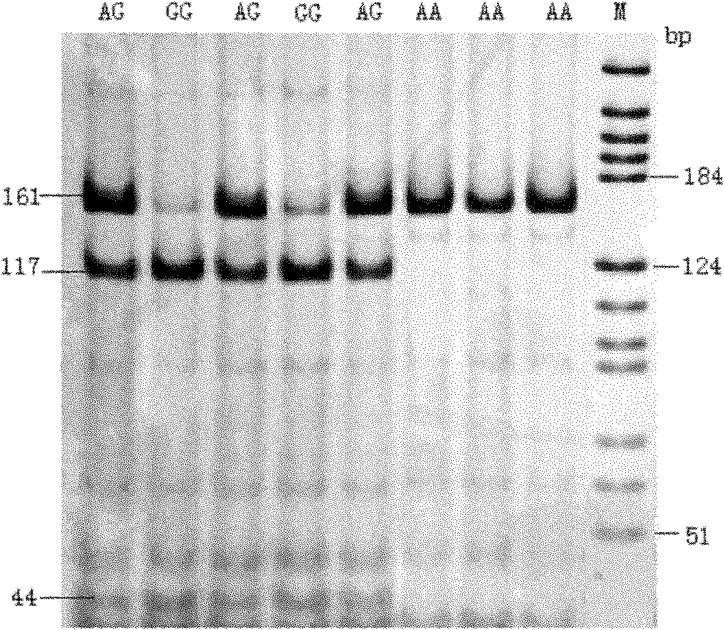 Method for culturing high-quality efficient stress-resistant complete set line of large white pigs