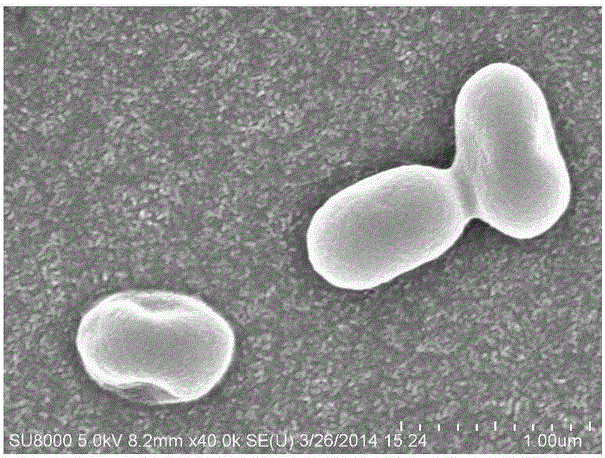 A strain of copper greedy bacteria for aerobic degradation of indole and its application