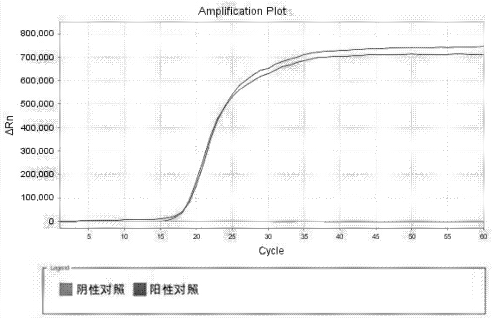 Primer, kit and method for isothermal amplification detection of chestnut allergen