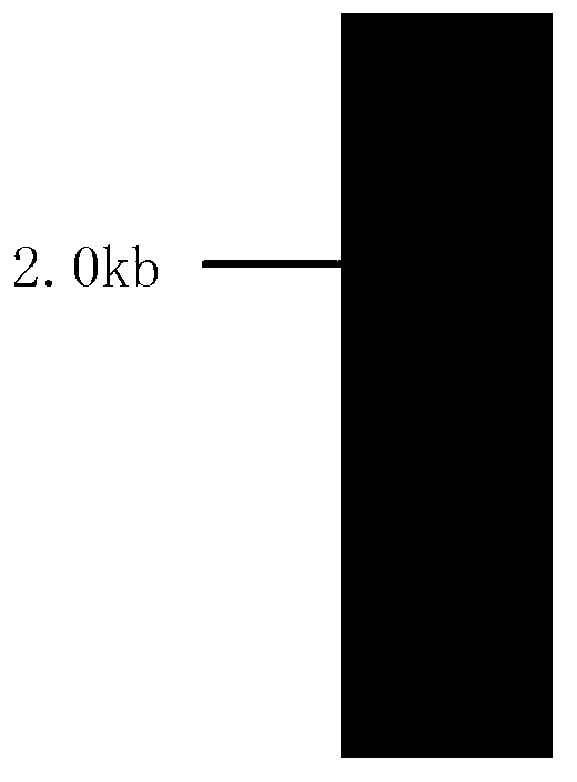 Neutral alpha-galactosidase M-GALC, and coding gene and application thereof