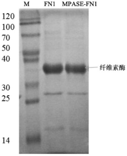 A kind of Trichoderma reesei strain producing cellulase and application thereof