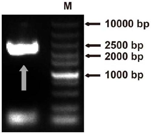 Pear guard cell potassium ion absorption channel gene PbrKAT1 and application thereof
