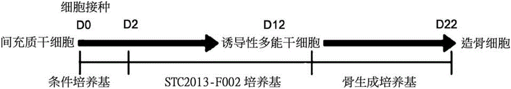 Method for differentiating pluripotent stem cell induced from mesenchymal stem cell into osteoblast