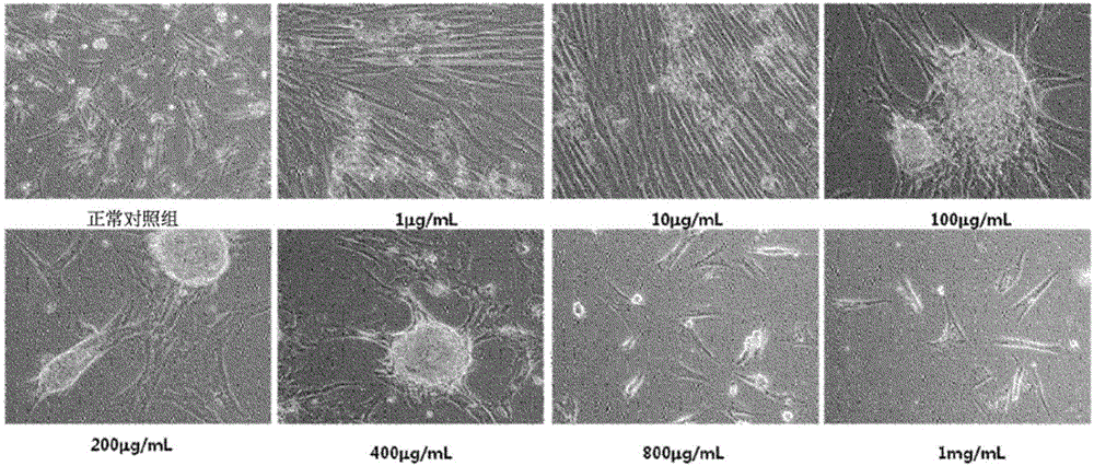 Method for differentiating pluripotent stem cell induced from mesenchymal stem cell into osteoblast