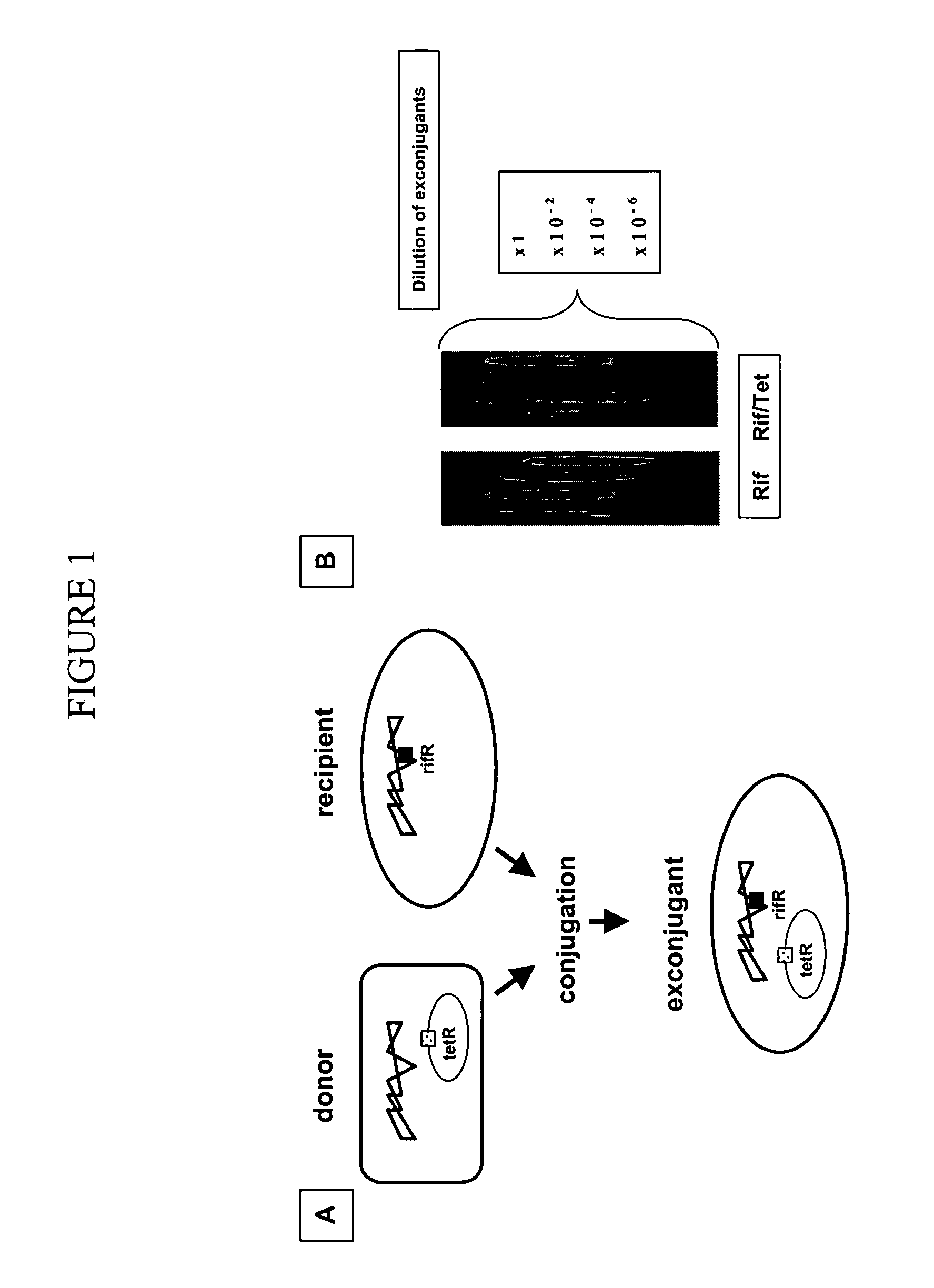 Compositions and methods for treating tissue
