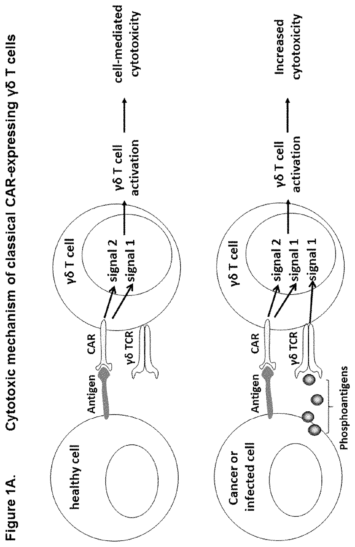 Modified gamma delta T cells and uses thereof
