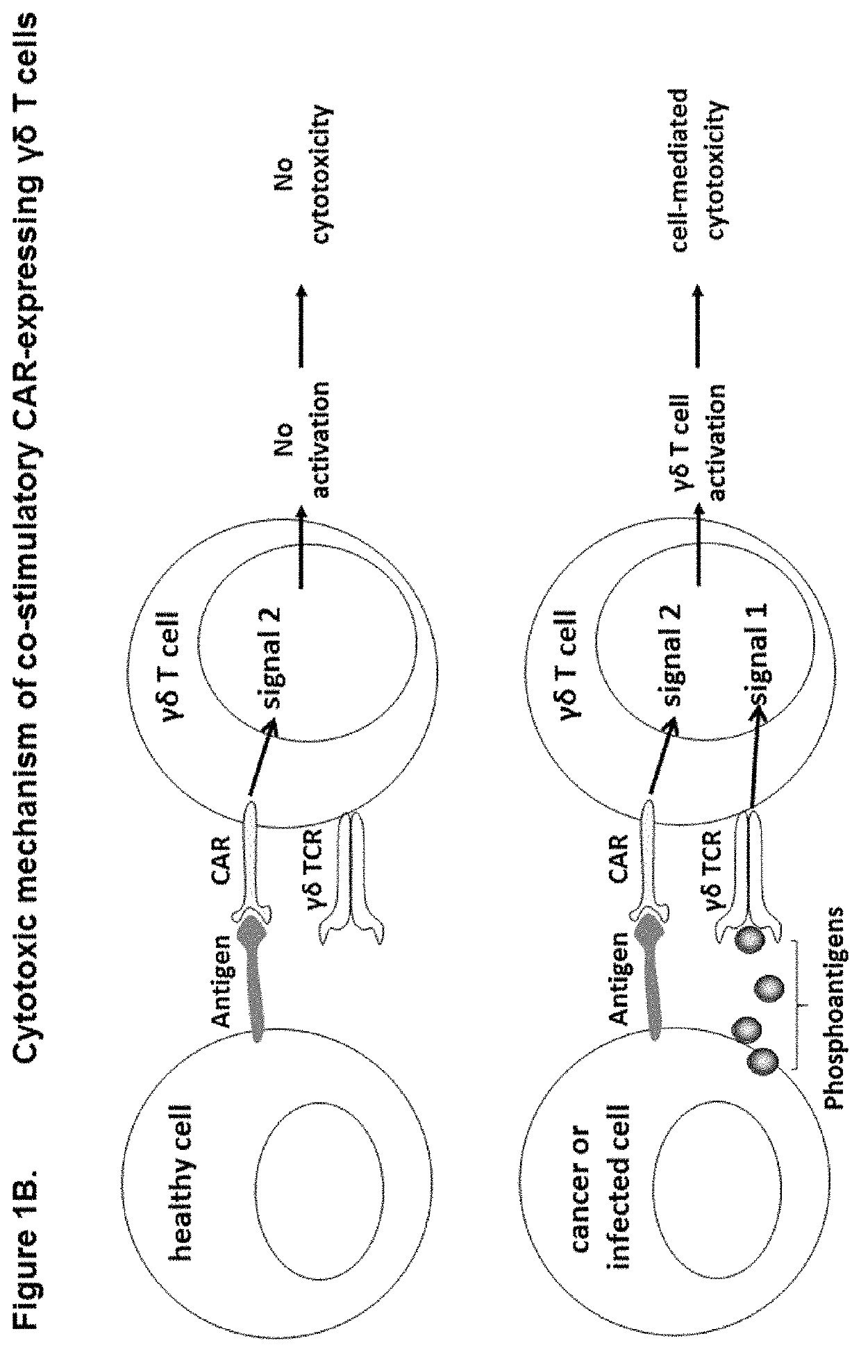 Modified gamma delta T cells and uses thereof