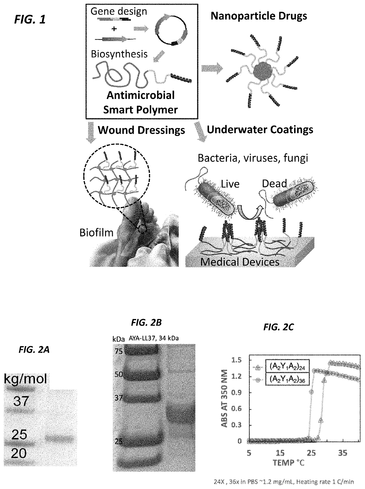 Antimicrobial biopolymer compositions, methods of synthesis, and applications of use