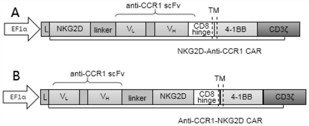 Chimeric antigen receptors targeting Ccr1 and Nkg2d ligands and their applications