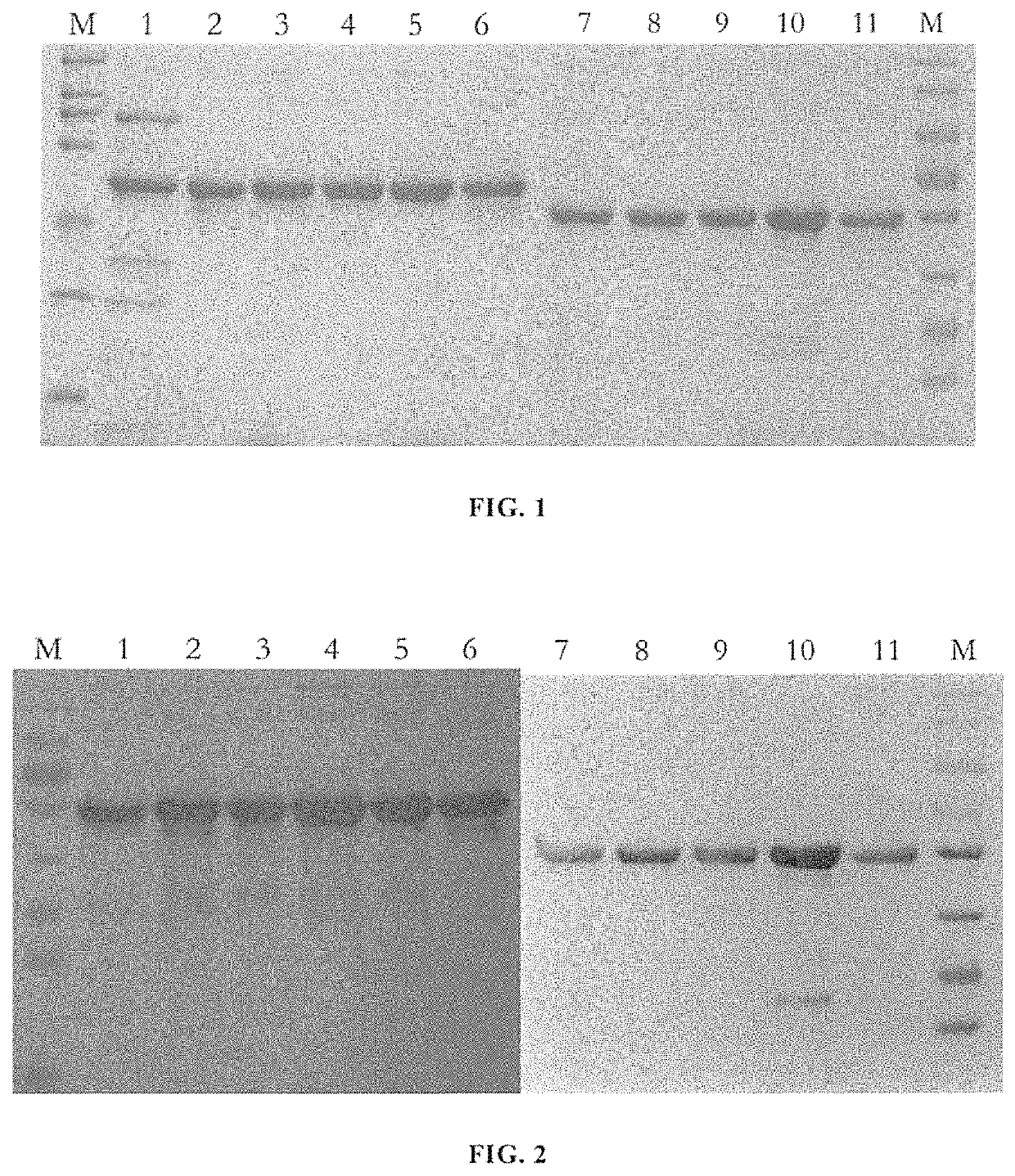 Mutant of L1 protein of human papillomavirus type 58