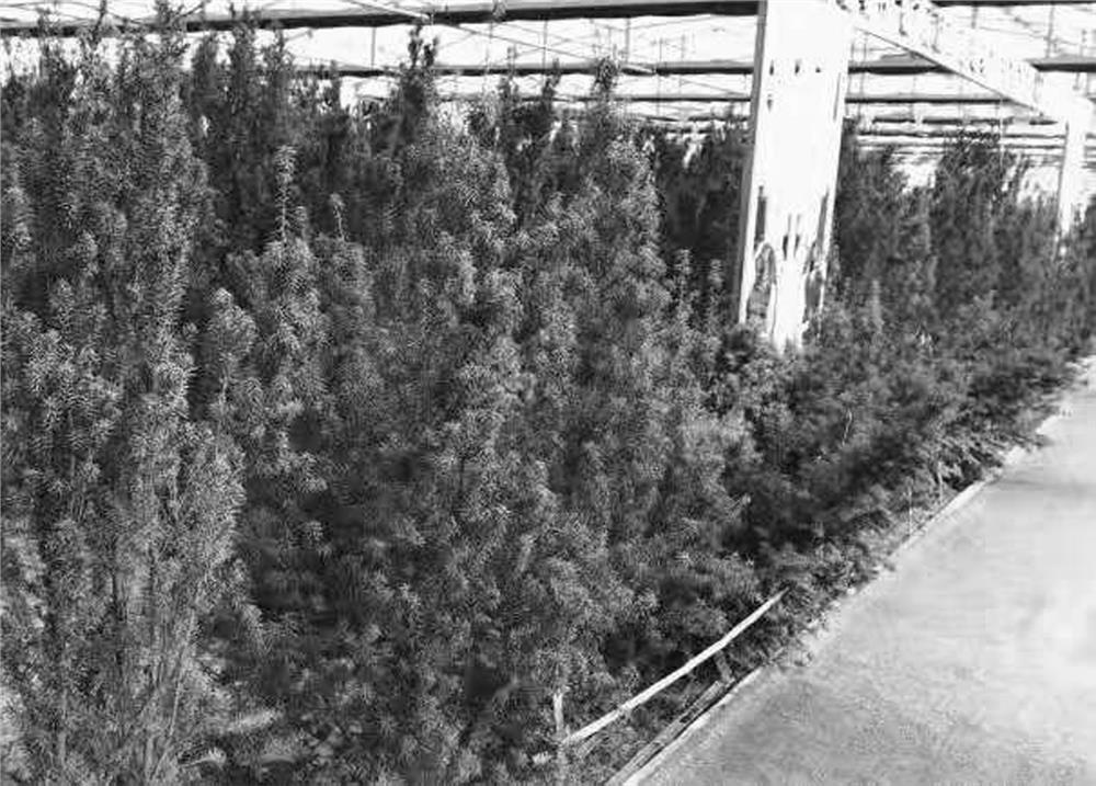 Large-area large-scale taxus chinensis planting method