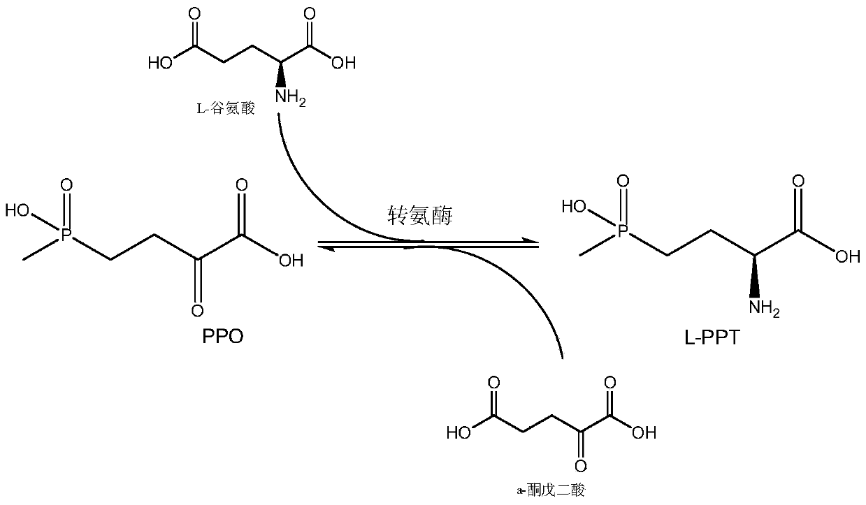 A kind of method of producing L-glufosinate-ammonium