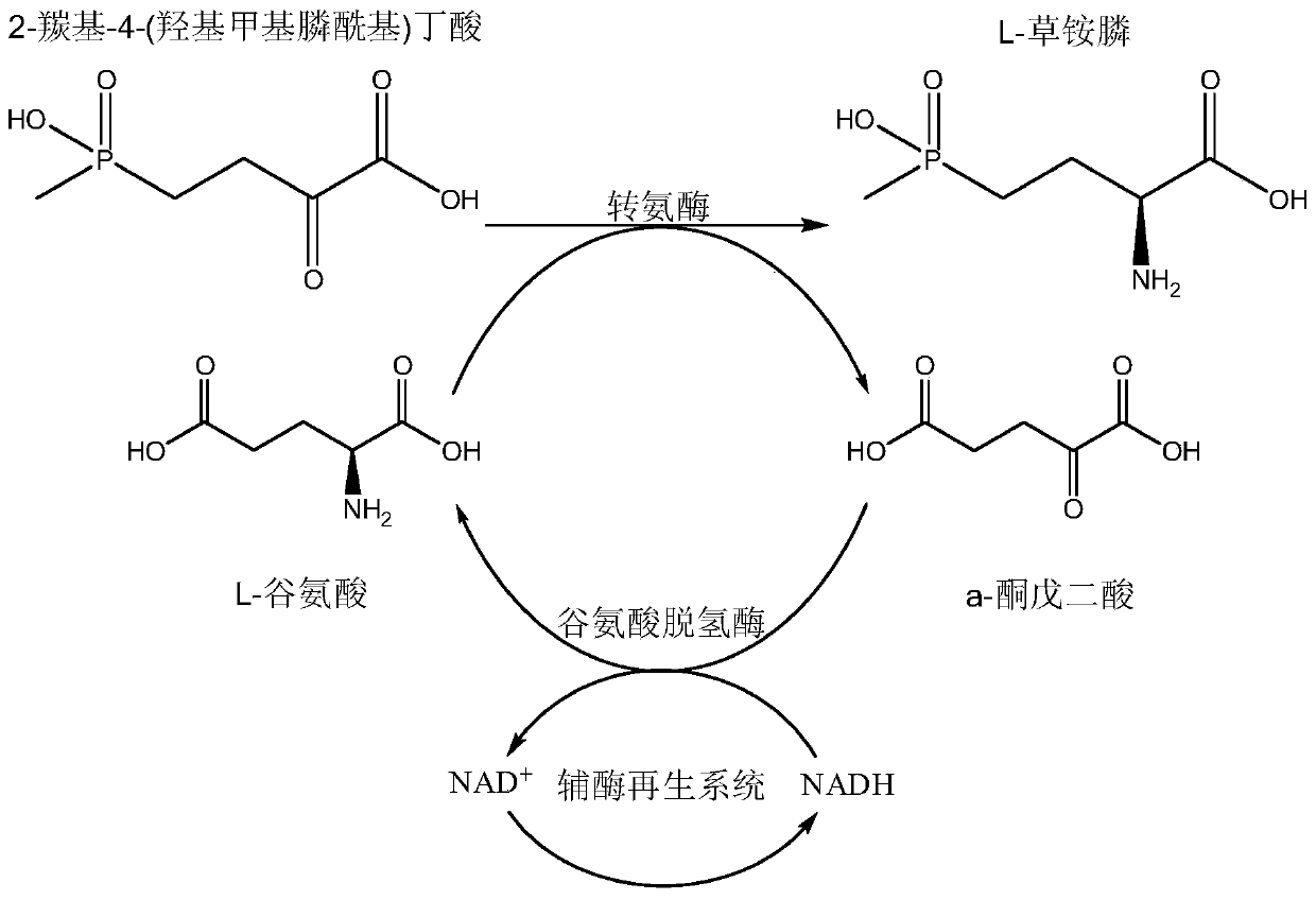 A kind of method of producing L-glufosinate-ammonium