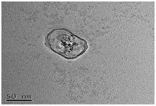 Ferroferric oxide superparamagnetic nanoparticle stimulating stem cell for exosome osteogenesis