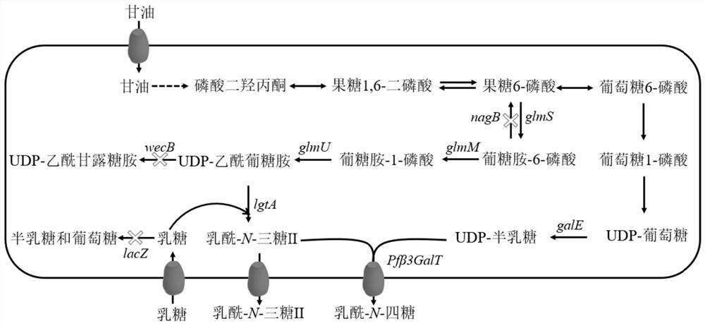 Construction method and application of high-yield lactoyl-N-tetrasaccharide microorganism