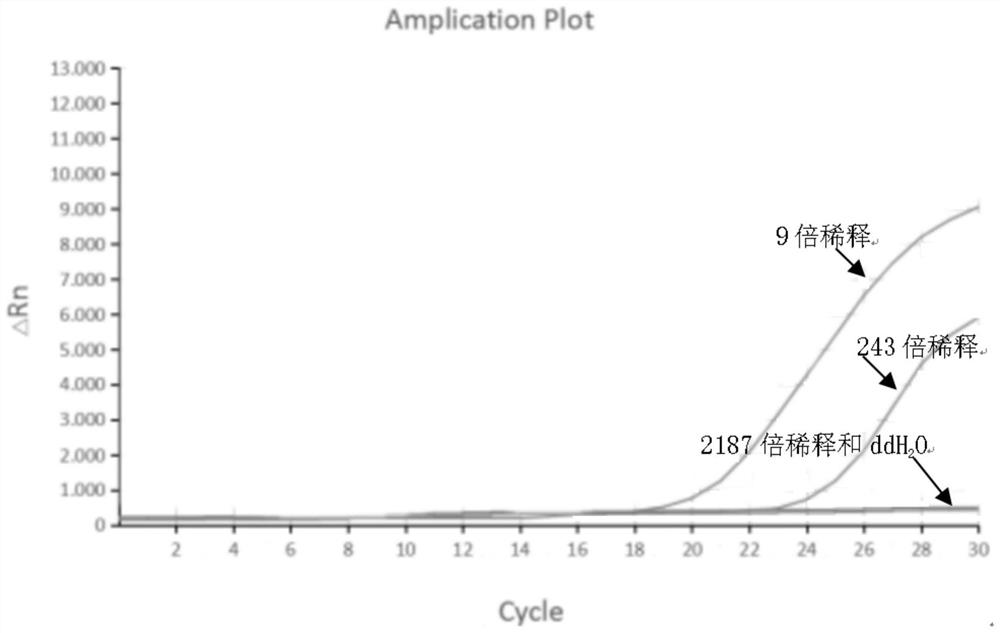 Primer pair, amplification reagent, kit and detection method for detecting infectious hypodermal and hematopoietic necrosis virus (IHHNV) of prawns and application