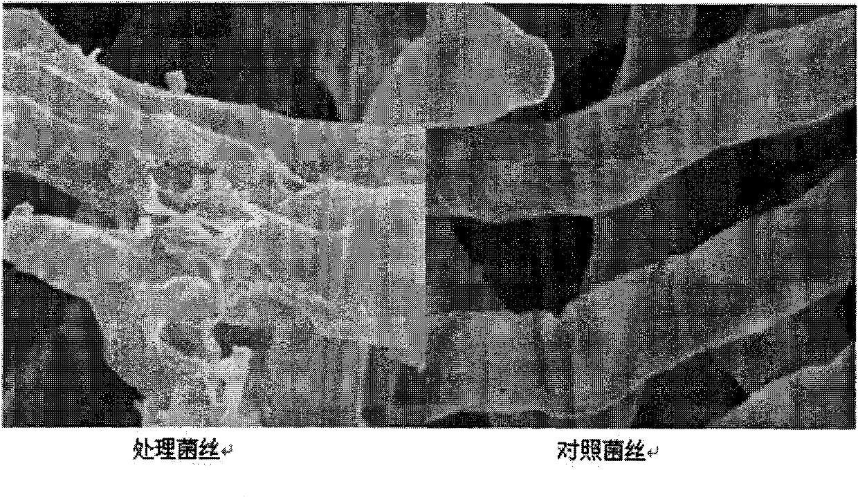 Squalene plant fungicide and uses thereof