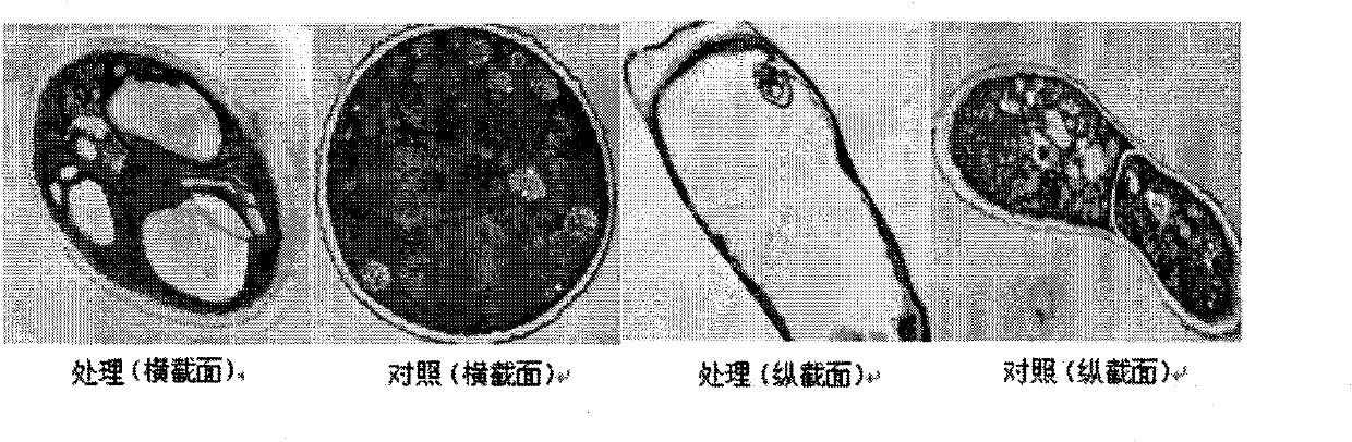 Squalene plant fungicide and uses thereof