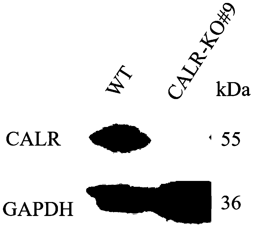 Application of calreticulin CALR to disease resistance of pigs