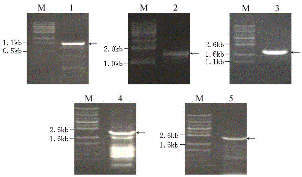 Alginate lyase biosynthesis gene cluster