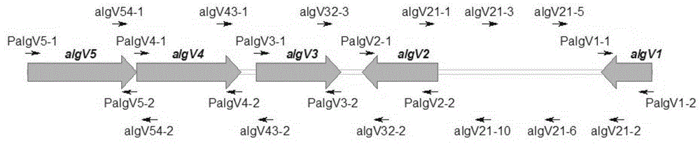 Alginate lyase biosynthesis gene cluster