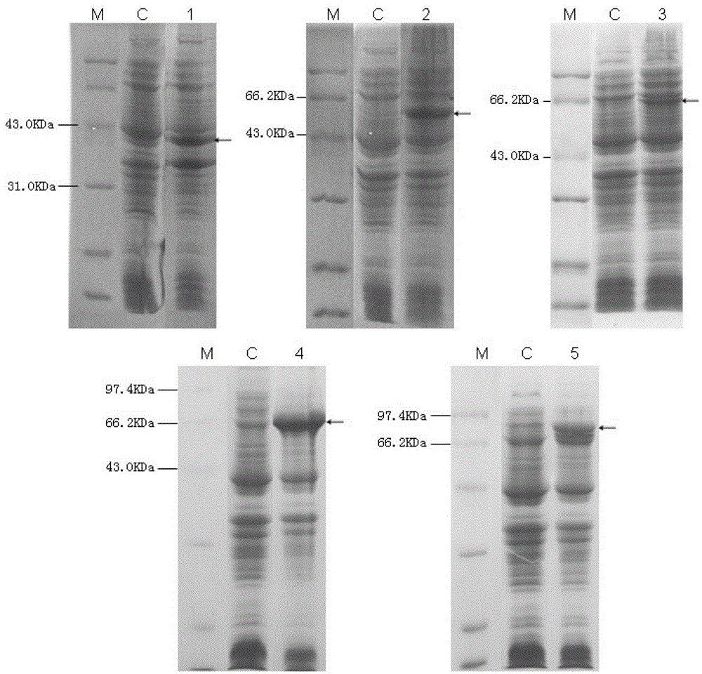 Alginate lyase biosynthesis gene cluster