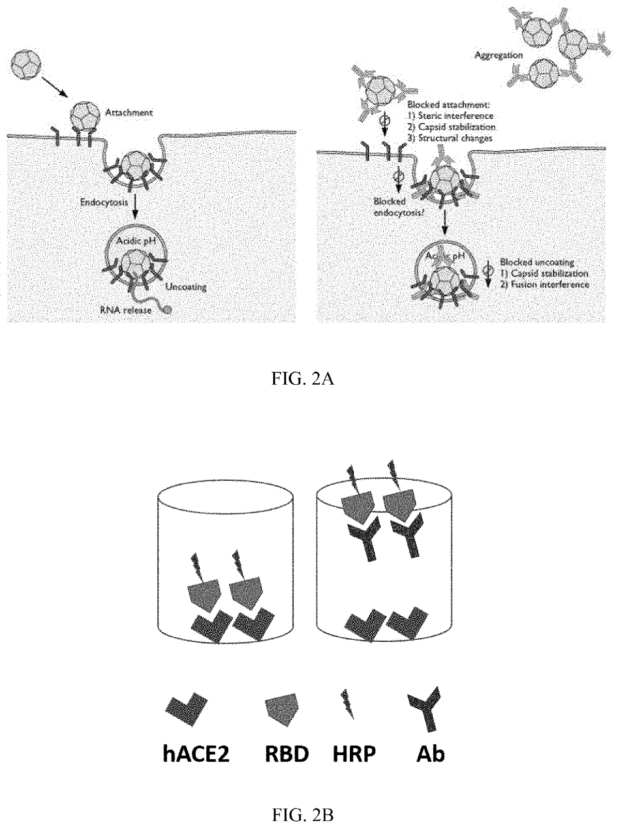 SARS-CoV-2 surrogate virus neutralization assay test kit