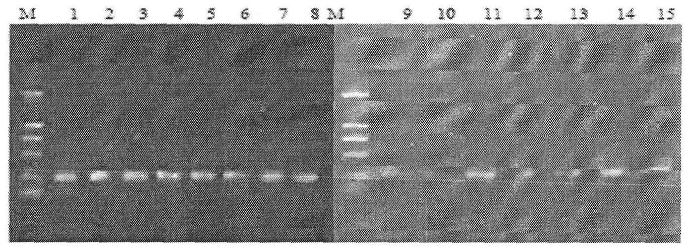 Use method of DGGE (Denaturing Gradient Gel Electrophoresis) technology in detecting phytoplankton structure