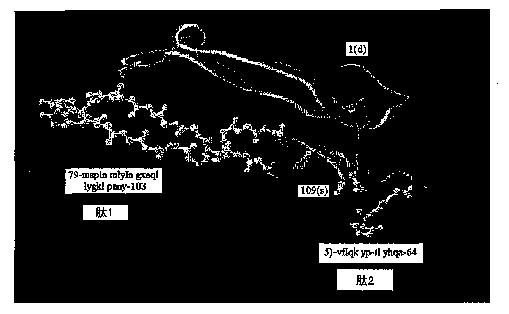 Surface expression vector for fusion protein of Myo-2 peptide multimer and myostatin, and microorganism transformed by thereof