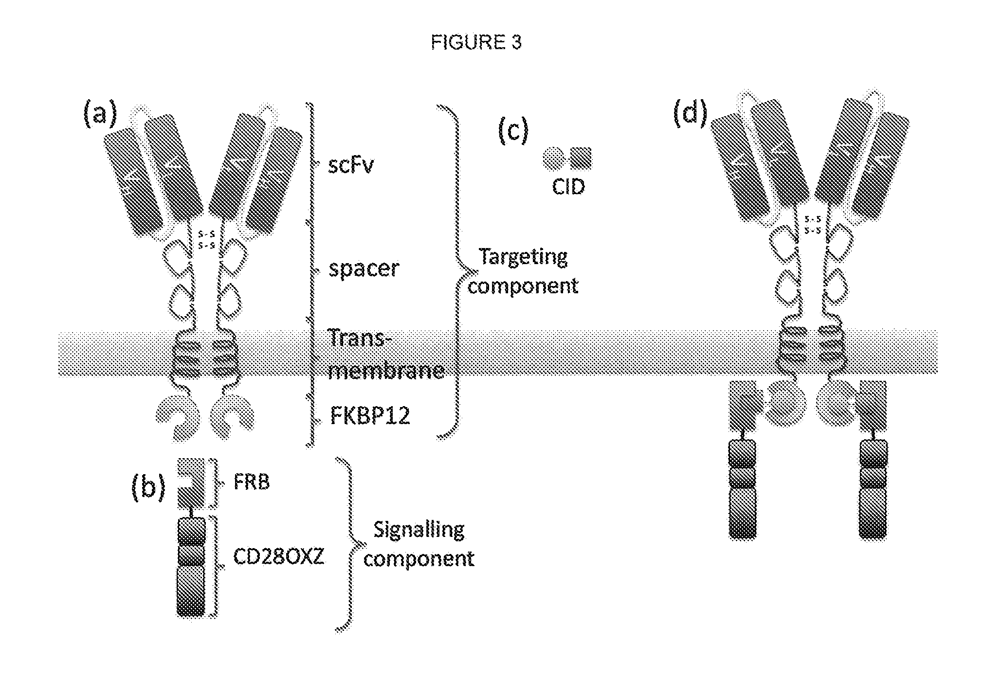 Chimeric antigen receptor (CAR) signalling system