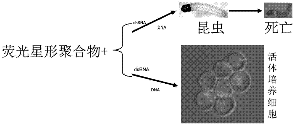 Fluorescent star-like polymer as well as preparation method and application thereof