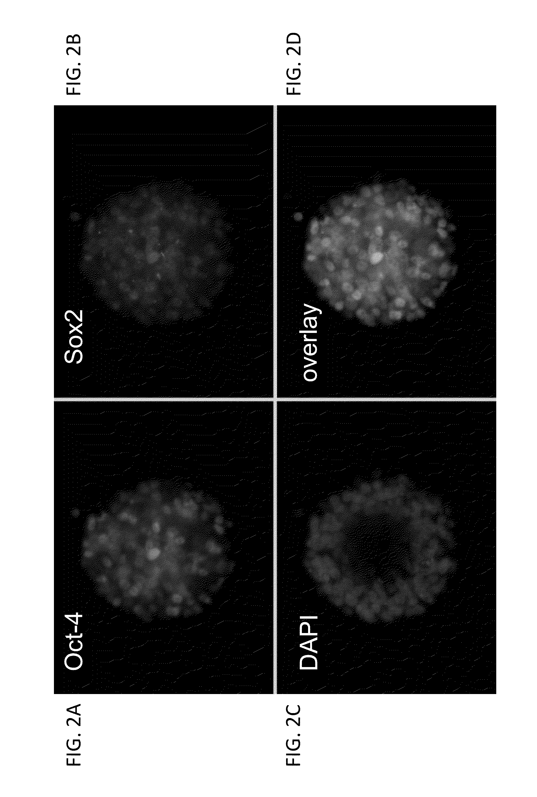 Methods and Compositions for the Targeted Modification of a Genome