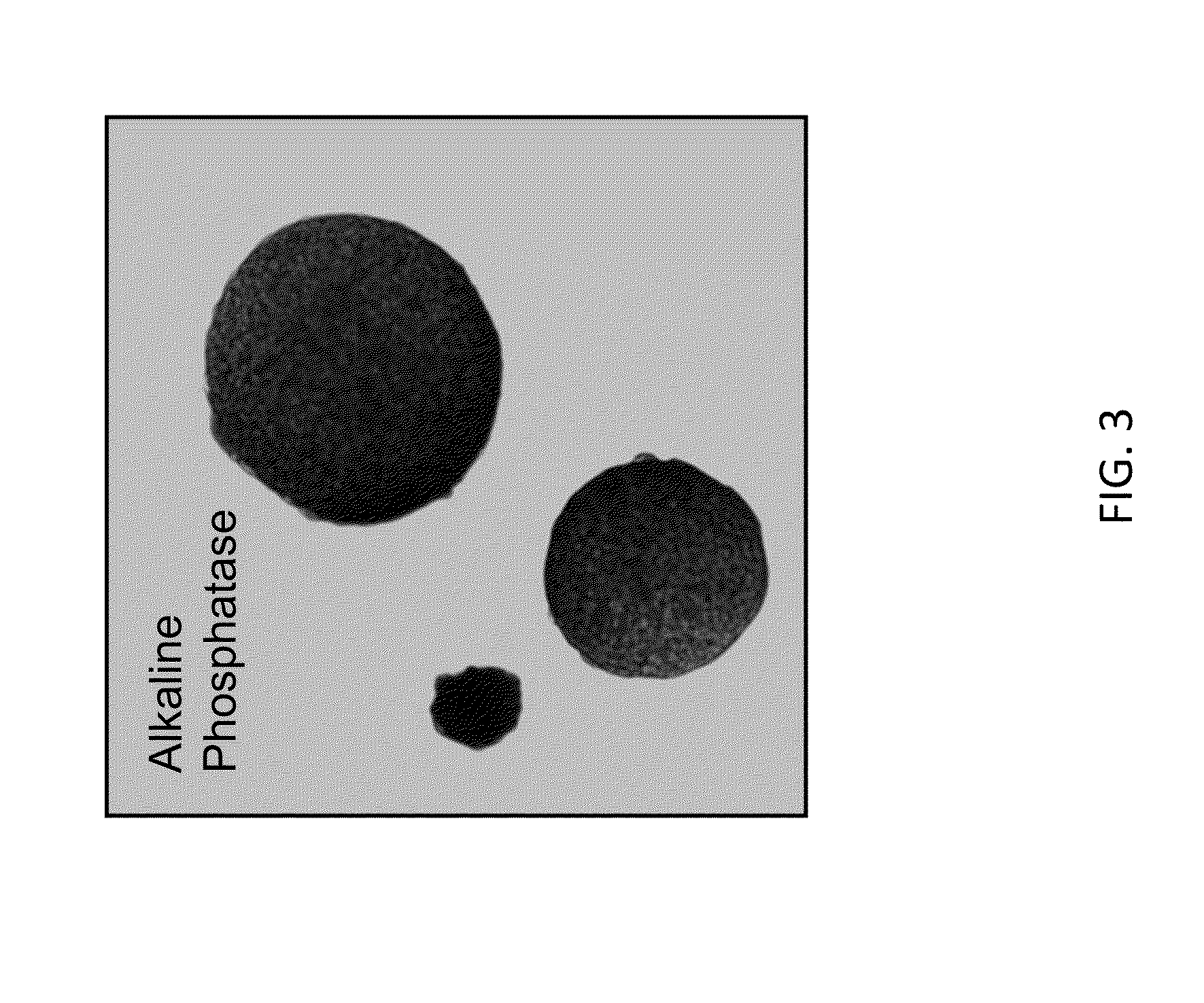 Methods and Compositions for the Targeted Modification of a Genome