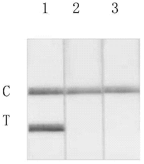 Lateral flow test paper strip detection kit for detection of duck source component in food and feed, and application thereof