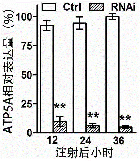 Oriental migratory locust ATP synthase alpha subunit gene and application of dsRNA of oriental migratory locust ATP synthase alpha subunit gene in pest control