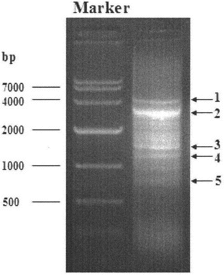 Breed selection method for improving mastitis resistance of dairy cow and use thereof