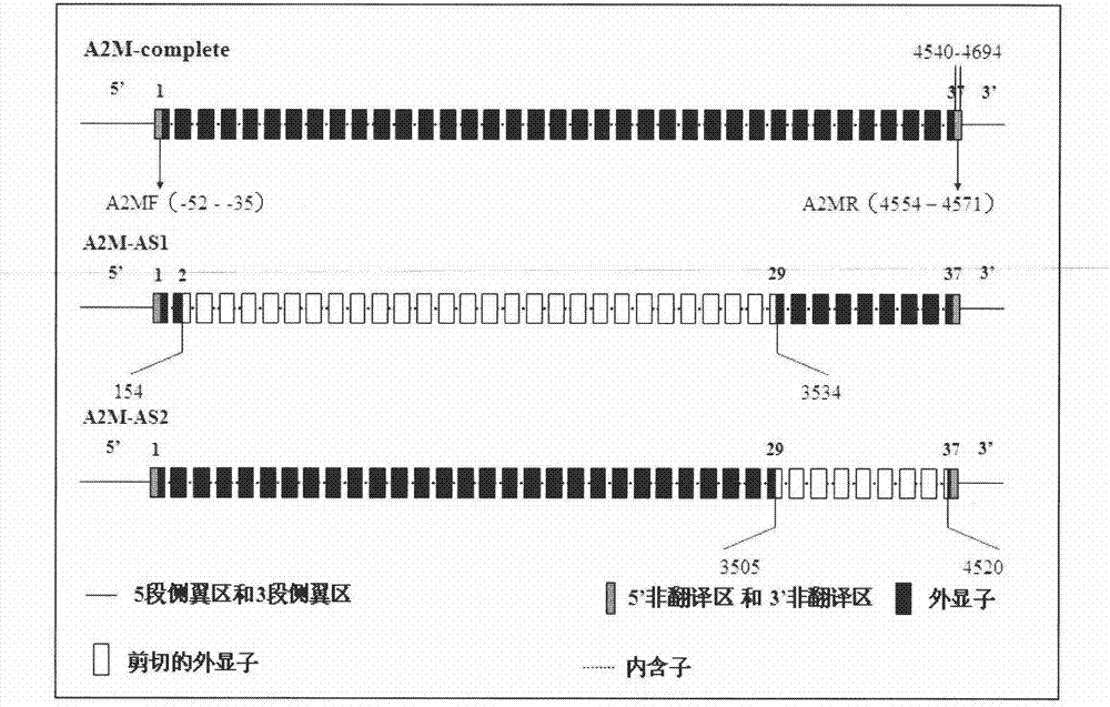 Breed selection method for improving mastitis resistance of dairy cow and use thereof