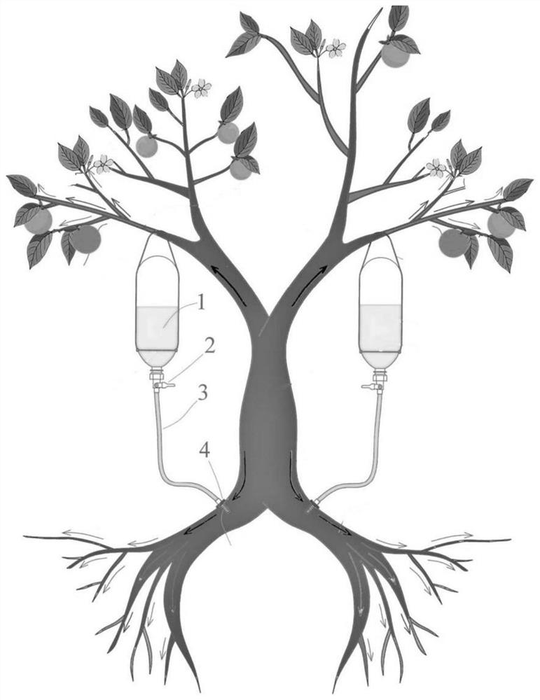 Prevention and control method for huanglongbing of rutaceae plants and iodine-containing composition