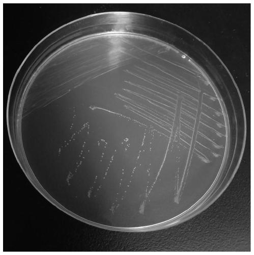 Weissella confuse strain with antibacterial and antioxidant activity and application thereof