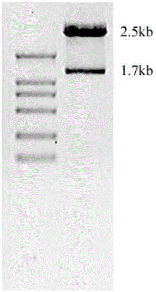 Transgenic natural killer cell and preparation method and application thereof