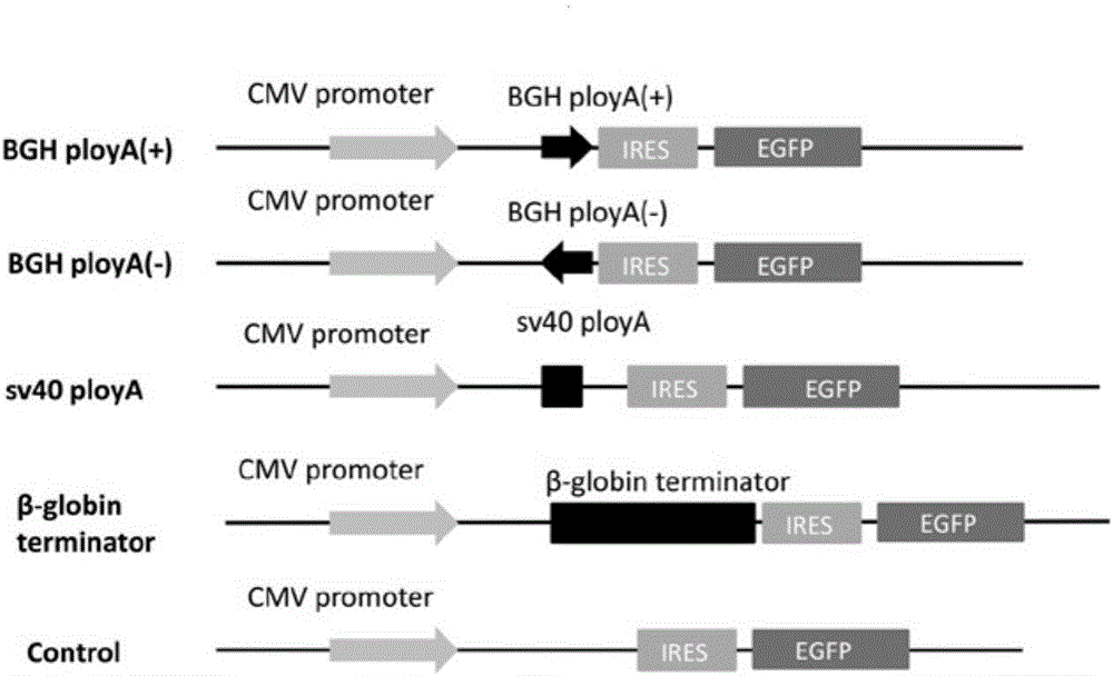 Method for terminating lncRNA diallele transcription