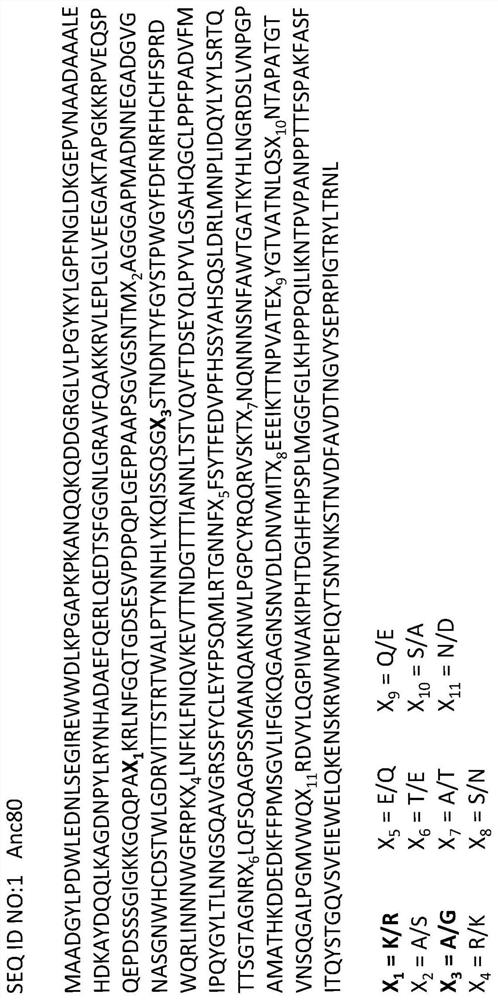 Liver-specific tropism of adeno-associated viruses