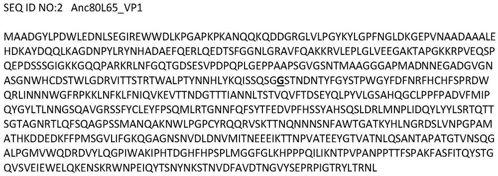 Liver-specific tropism of adeno-associated viruses