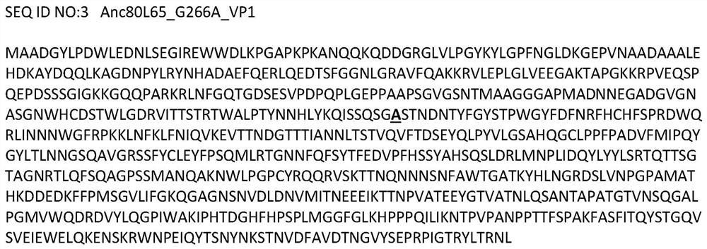 Liver-specific tropism of adeno-associated viruses