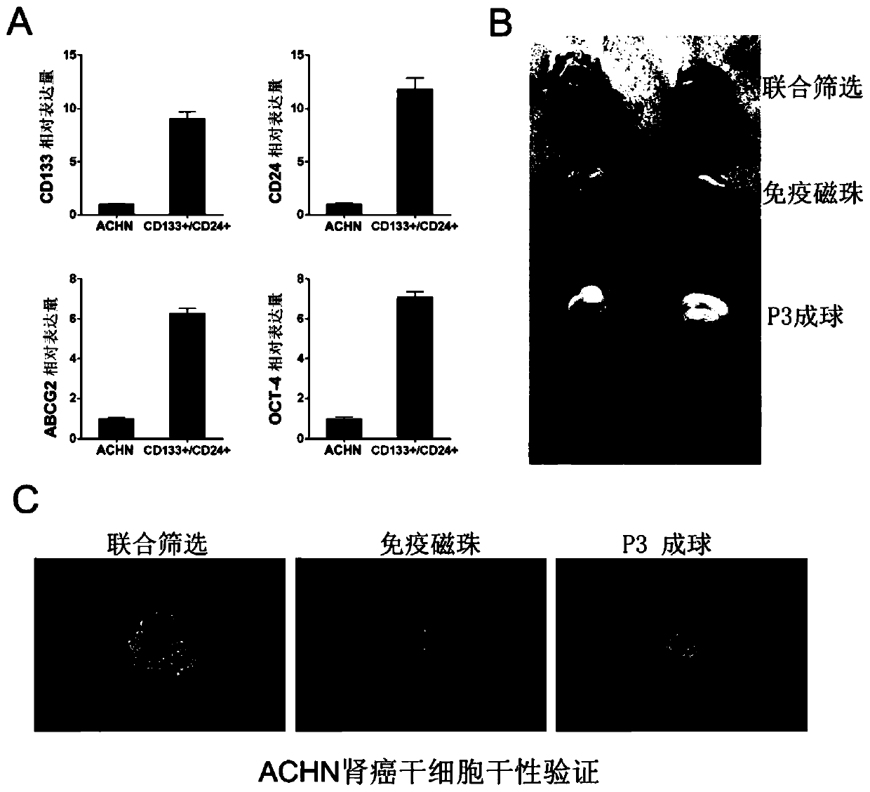 Enrichment and Screening Methods of Cancer Stem Cells